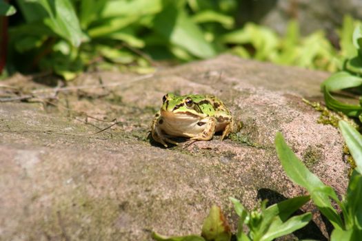 green frog