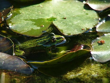 green frog