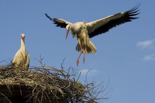 white storks living in the nature