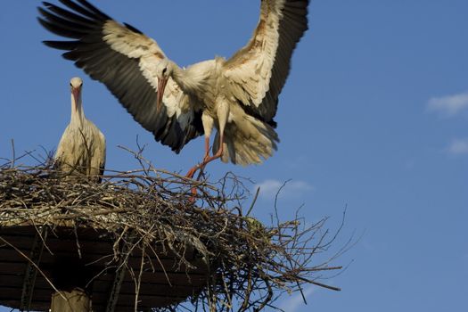 white storks living in the nature