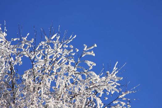 Winter branches of a tree in hoarfrost against blue sky