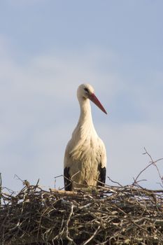 white storks living in the nature