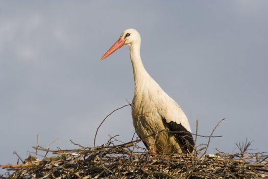 white storks living in the nature