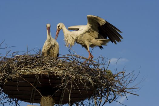 white storks living in the nature