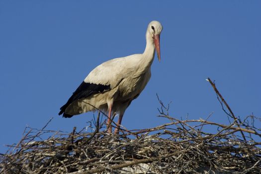 white storks living in the nature