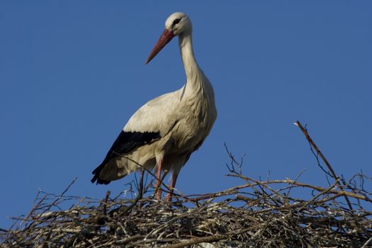 white storks living in the nature