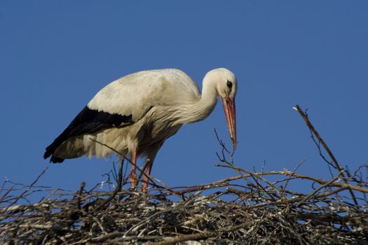 white storks living in the nature