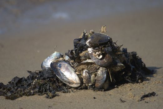 mussels on kelp