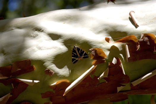 endemic butterfly in near of the "valley of butterfly" at rhodes