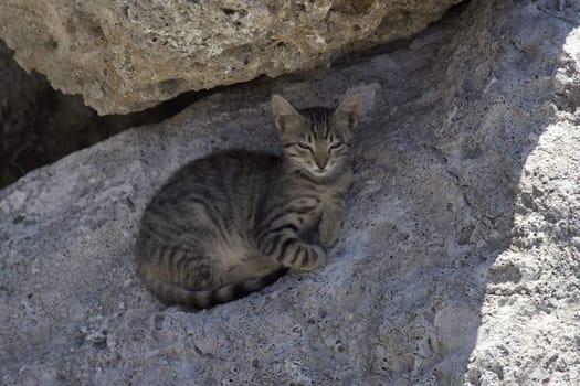 a cat at mandraki harbour