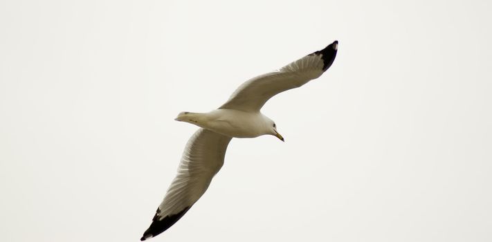An adult seagull flying away from the camera, isolated by an overcast sky