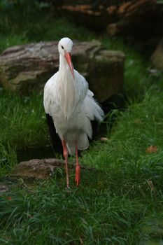 white storks living in the nature