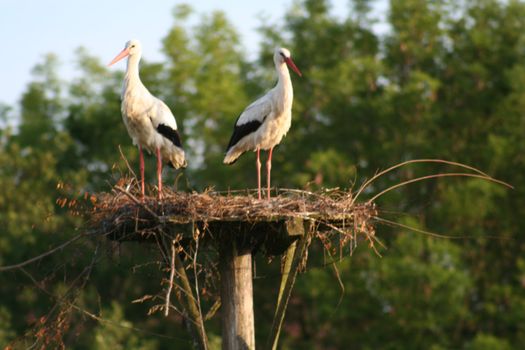 white storks living in the nature