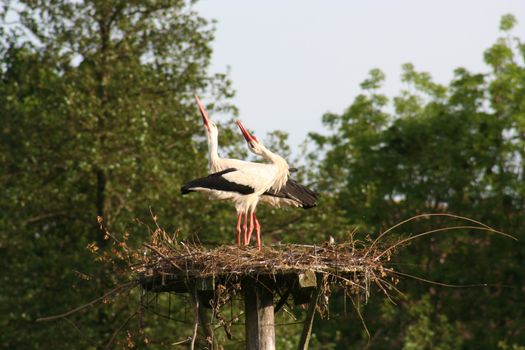 white storks living in the nature