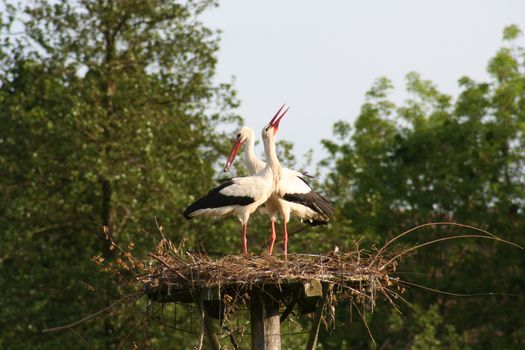 white storks living in the nature