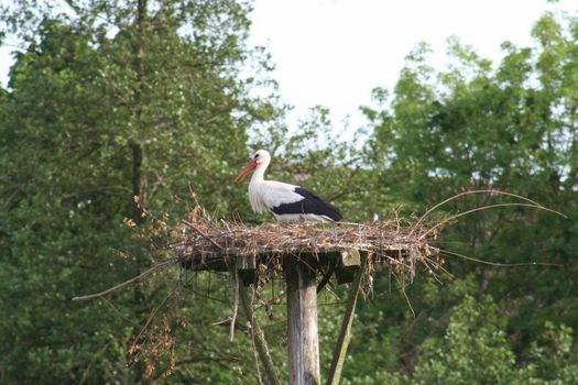 white storks living in the nature