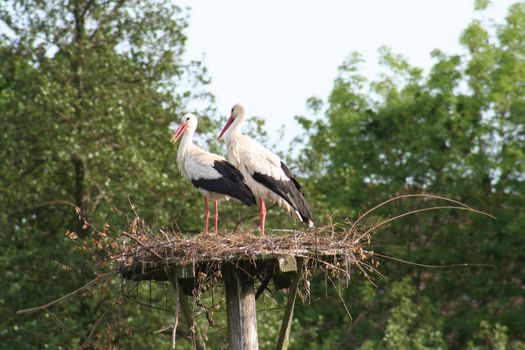 white storks living in the nature