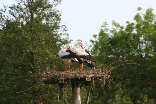 white storks living in the nature