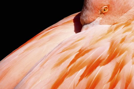 Chilean Flamingo Phoenicopterus chilensis close up