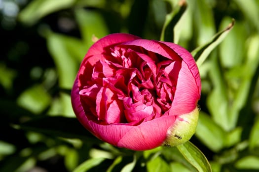 a wunderfull pink primerose - close-up