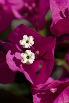 Close-up of a Bouganvillea blossom