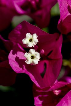 Close-up of a Bouganvillea blossom