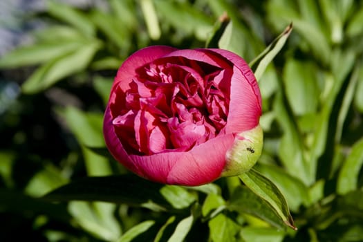 a wunderfull pink primerose - close-up