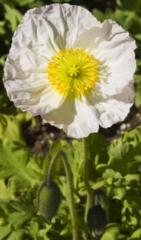 Single white poppy with yellow center with green stems and buds