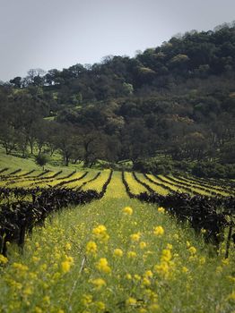 beautiful bright yellow flowers in old vineyard