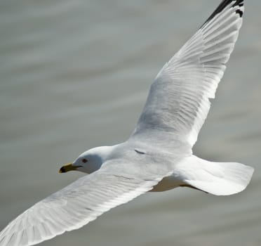 A seagull with his wings spread wide, gliding through the air