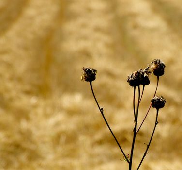 Field of wheat after harvest