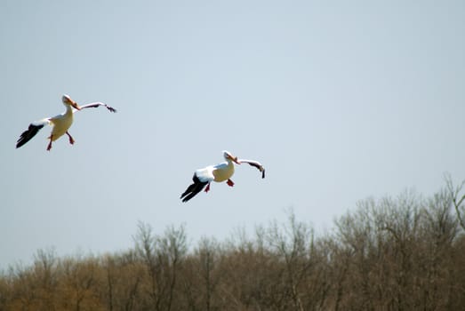 Two Pelicans preparing to land in the water