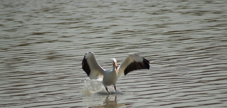 An adult pelican landing in some water