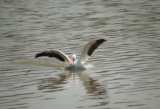 Adult pelican landing in some dirty water