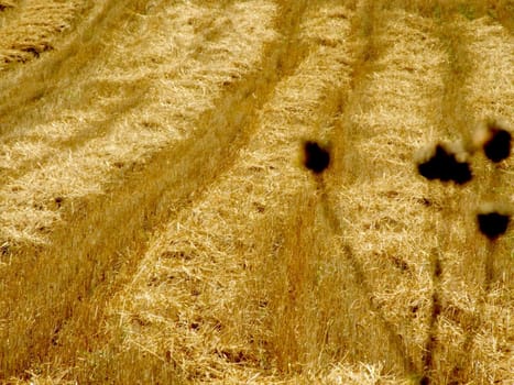 Field of wheat after harvest