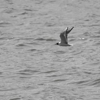 A small bird flying peacefully over a body of water