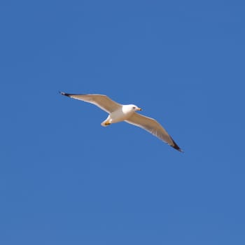 A flying seagull isolated against a blue sky