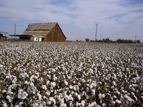 Cotton fields with barn in California