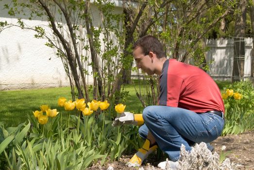 A male gardener taking care of his yellow tulips