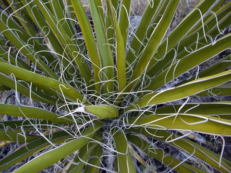 Nature creates a ribbon swirl on this Mojave Yucca plant