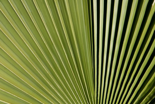 Close up of palm fronds