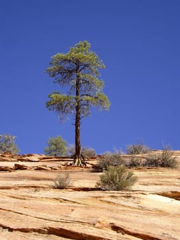 Lone tree stands on rocky cliff against blue sky in Zion National Park Utah