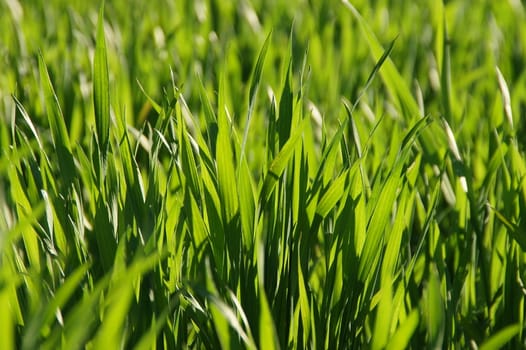 spring natural grass in sunny light