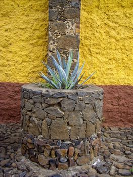 Stone walls and  cobblestone with agave