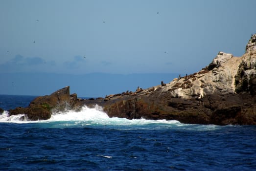 Seals bask in the sun on the rocky edge of one of the Farallon Islands.