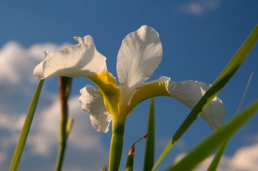 Snowy white iris and green leaves against a blue sky