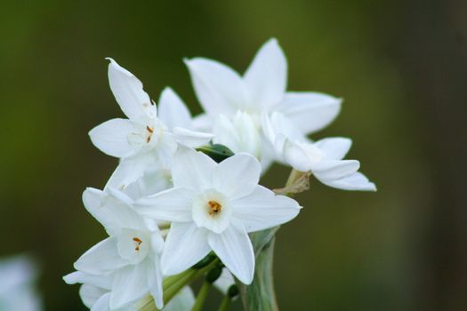 Close up of a narcissus flower in a park.