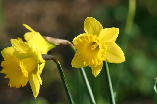 Close up of daffodil flowers in a park.