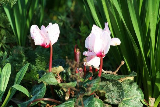 Close up of pink cyclamen flowers in a park.