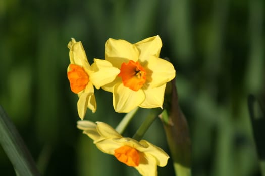 Close up of daffodil flowers in a park.